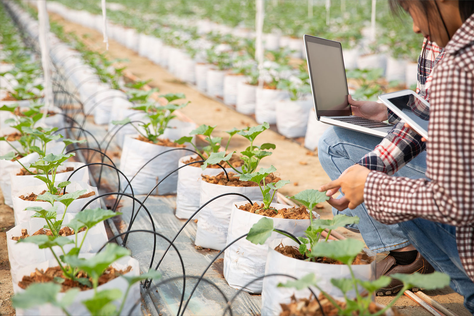 Intelligente Datennutzung in der Landwirtschaft mit Agrarsoftwarelösungen Intelligente Datennutzung in der Landwirtschaft mit Agrarsoftwarelösungen